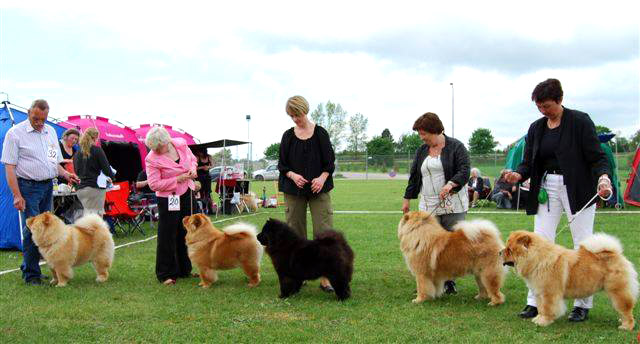 Best progeny class sired by CH Mi-Paos Red Sumac (photo:Stine Hjelme)